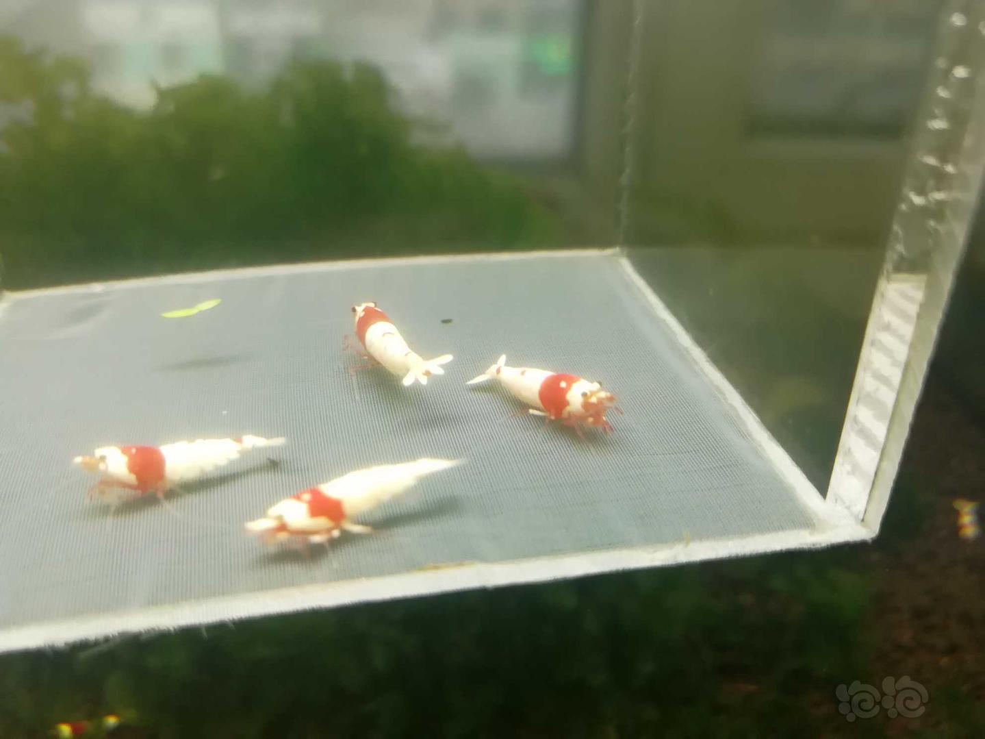 【虾】2020-04-01#RMB拍卖#红白纯血水晶虾一份4只-图5
