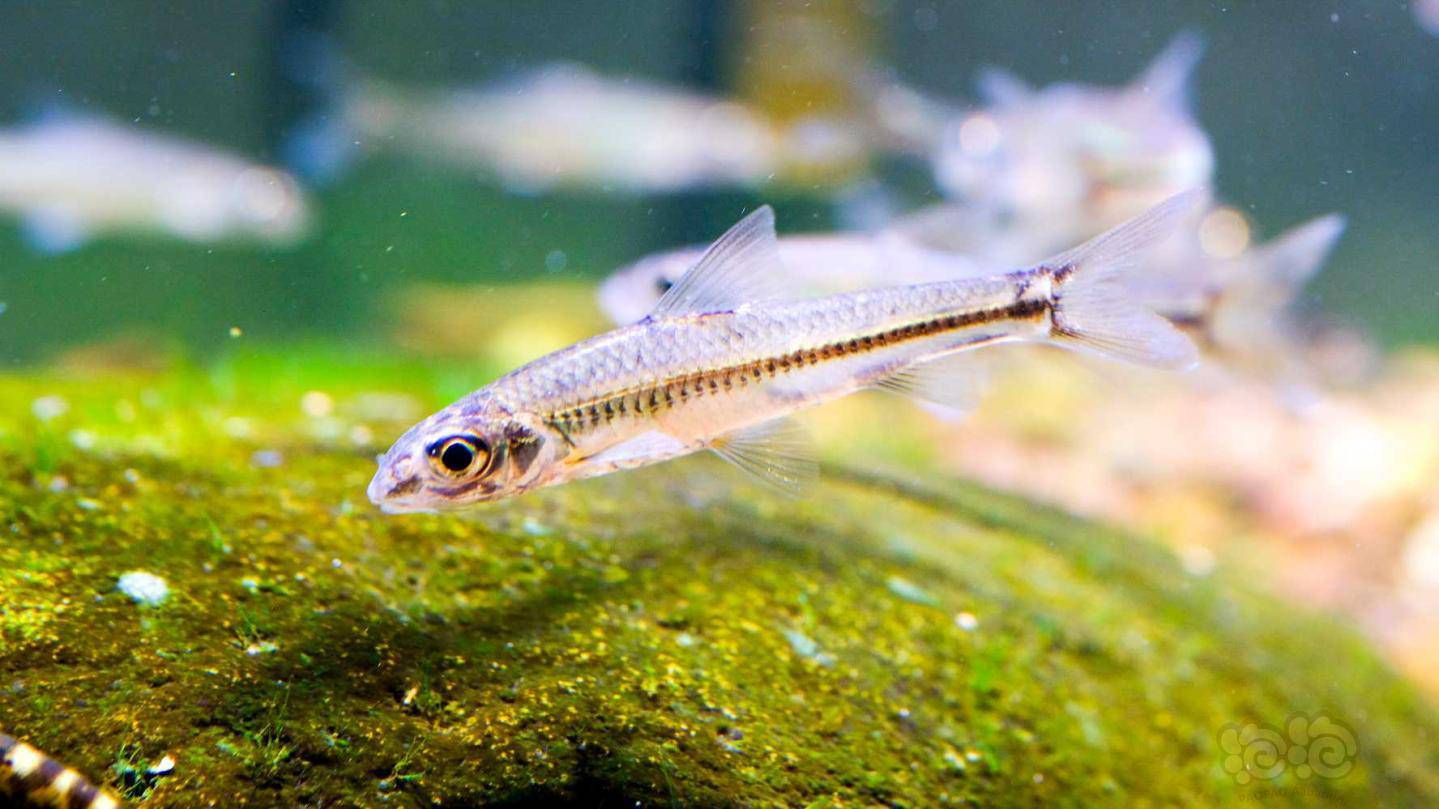 野采61点纹银鮈