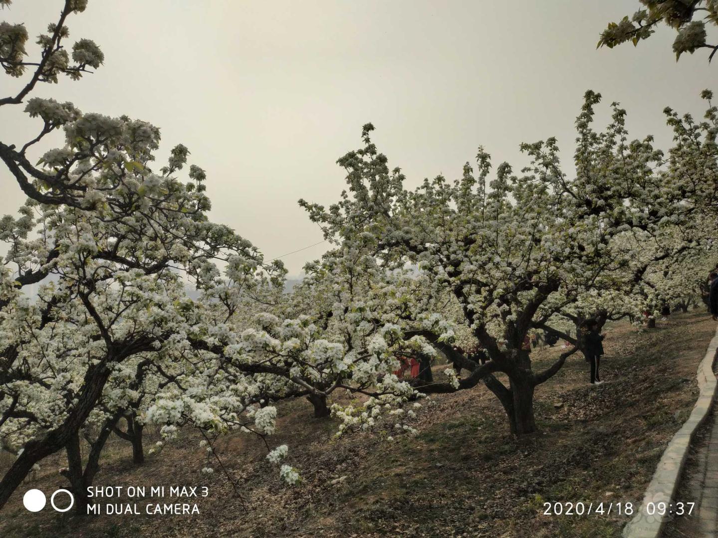 梨花桃花开放的季节-图5