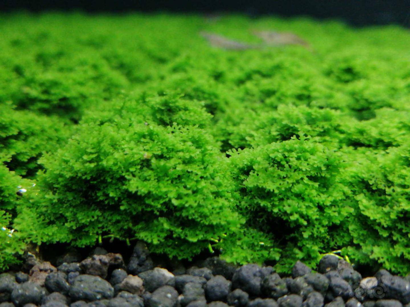 层层叠翠是厚度！-图8