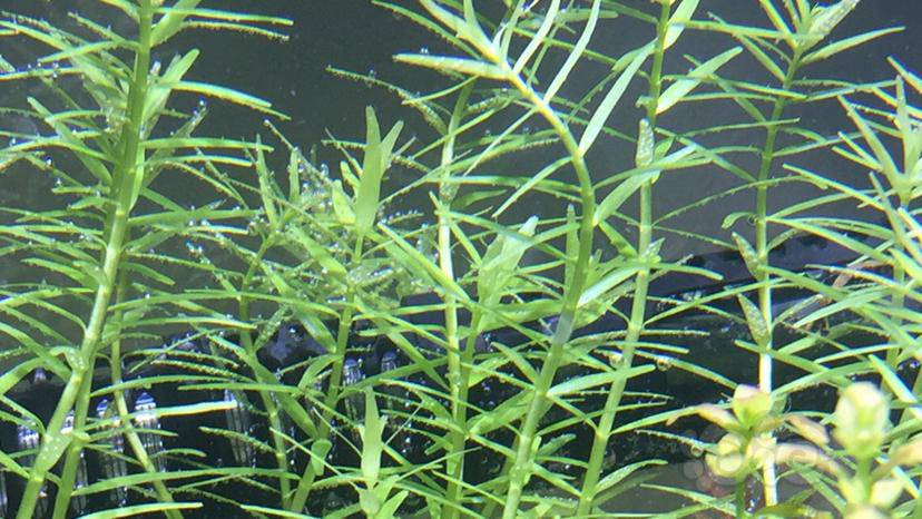 超级爆炸的草和鱼还有黑的发亮的黑壳