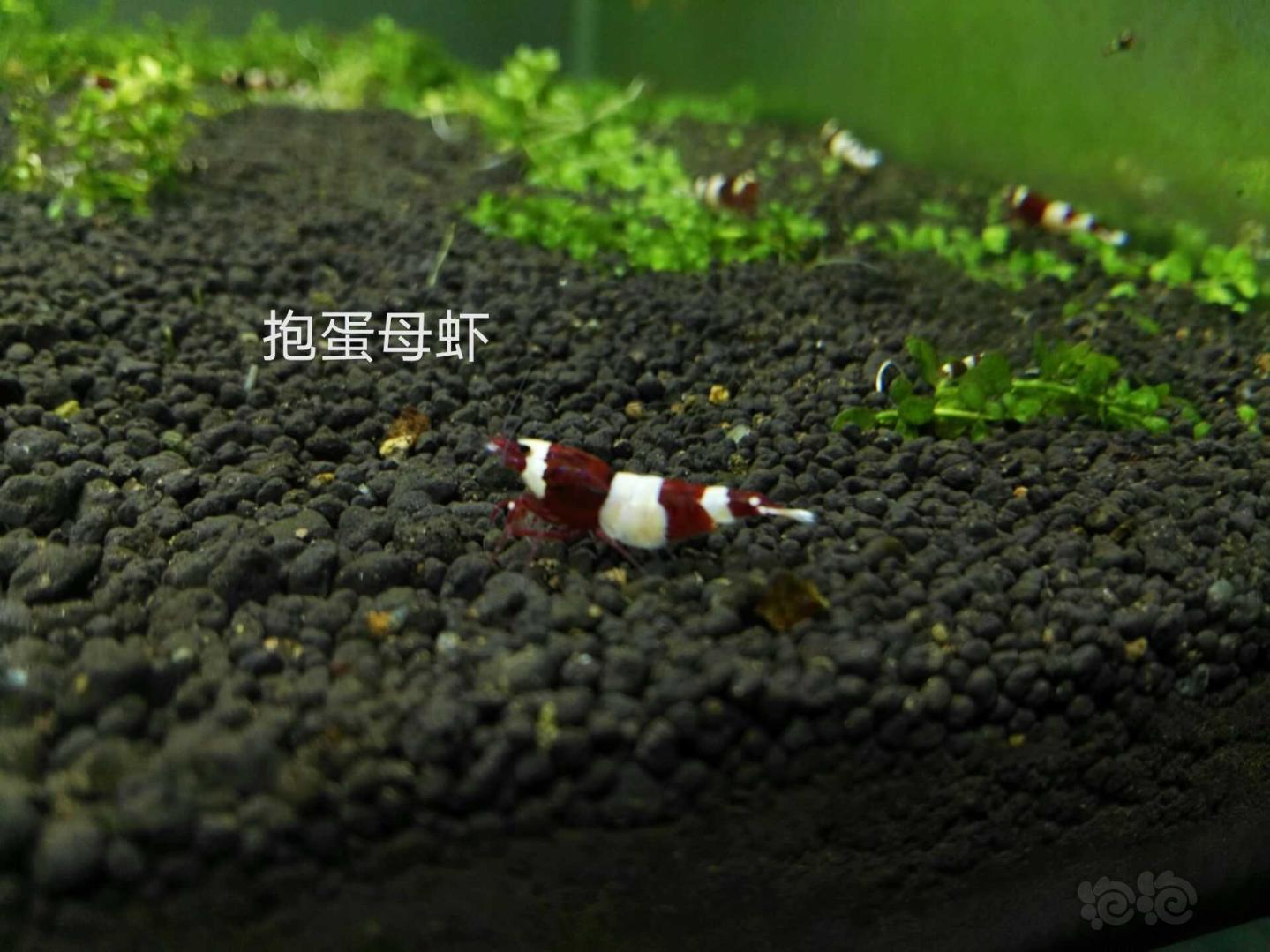 【虾】2020-4-21#RMB拍卖酒红一份 8母2公 (3只母抱蛋)-图2