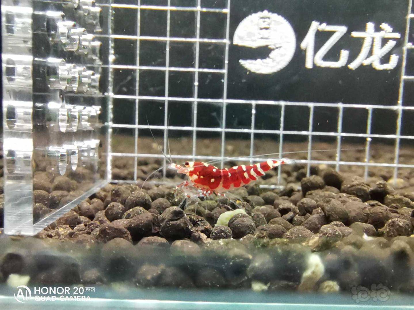 2020424rmb拍卖红虎p一份6只