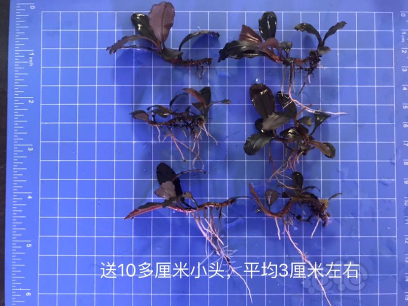 【辣椒榕】北京出售一组(11蓝)和【那喀索斯1型】-图7