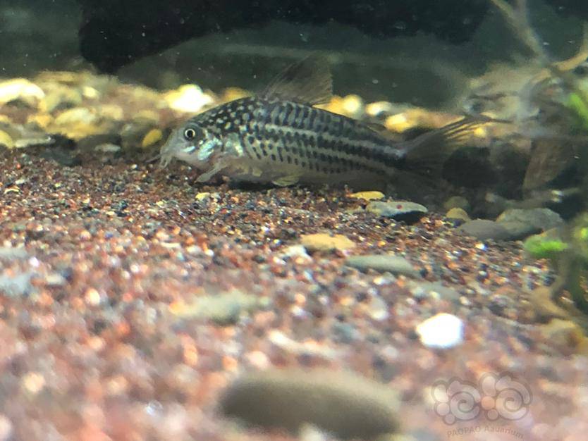 【鼠鱼】问鱼问鱼,这是什么鼠,蓝纹还是黄翅绅士-图2