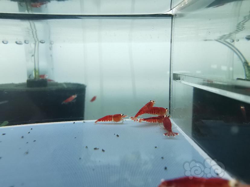 【虾】2020-04-16#RMB拍卖圣诞红全红一份10只-图1