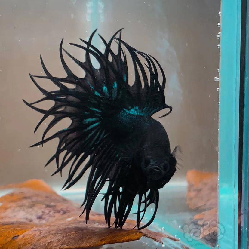 斗鱼kingct小黑黑