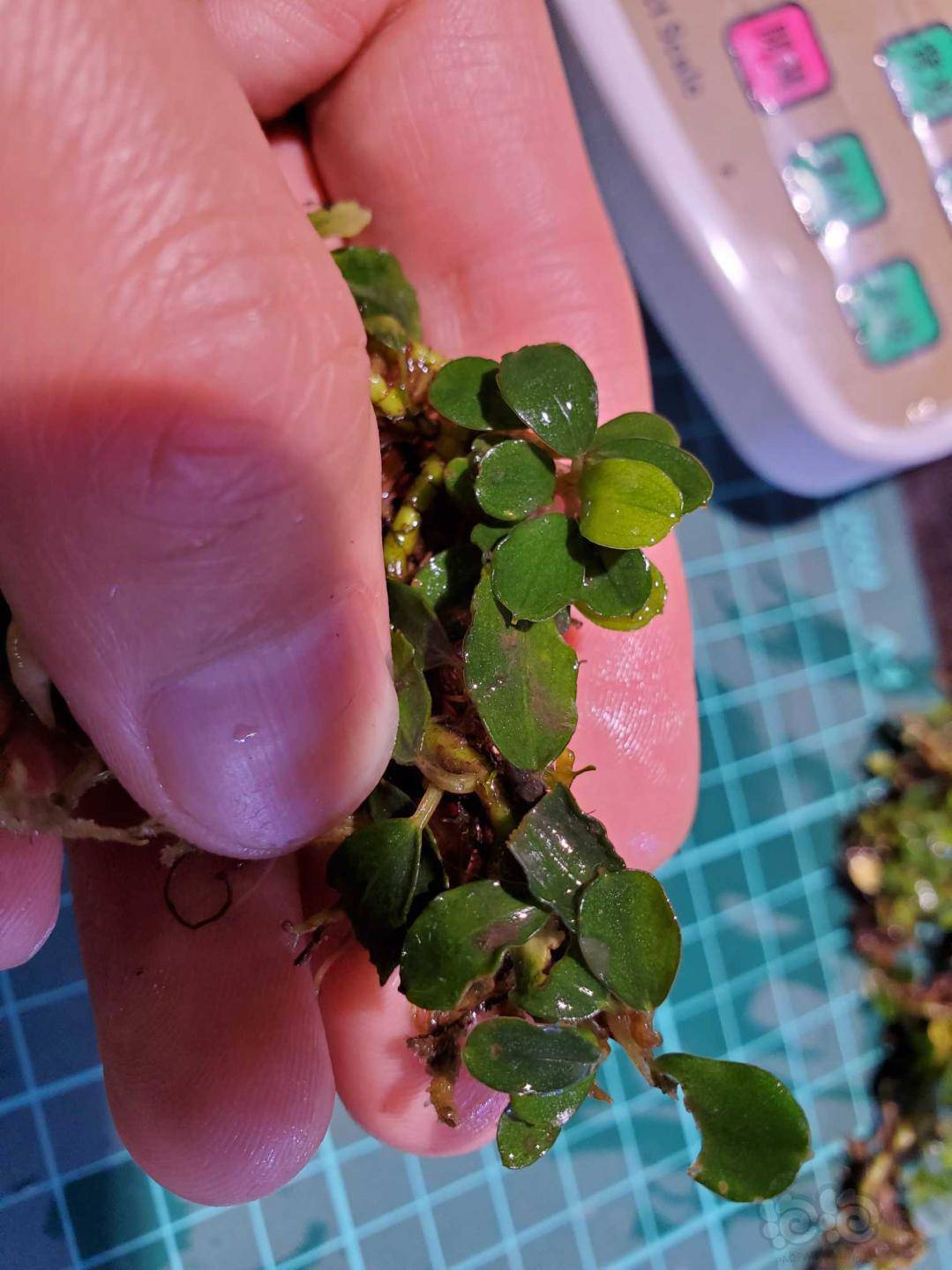 出辣椒榕野株小叶迷你小叶丛迷你小圆叶