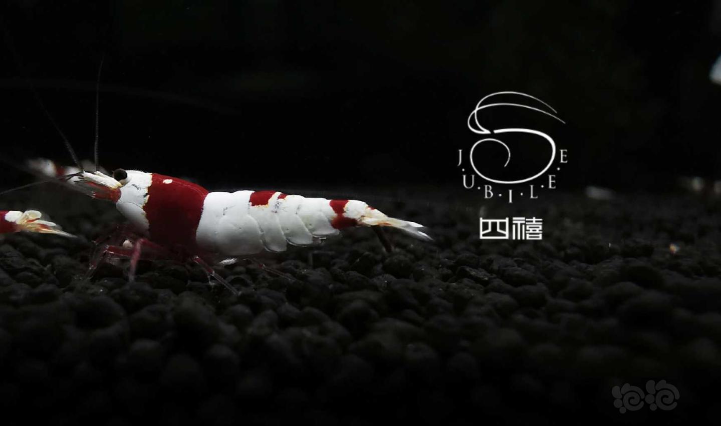【虾】2020-04-25#RMB拍卖红白种虾一对-图2