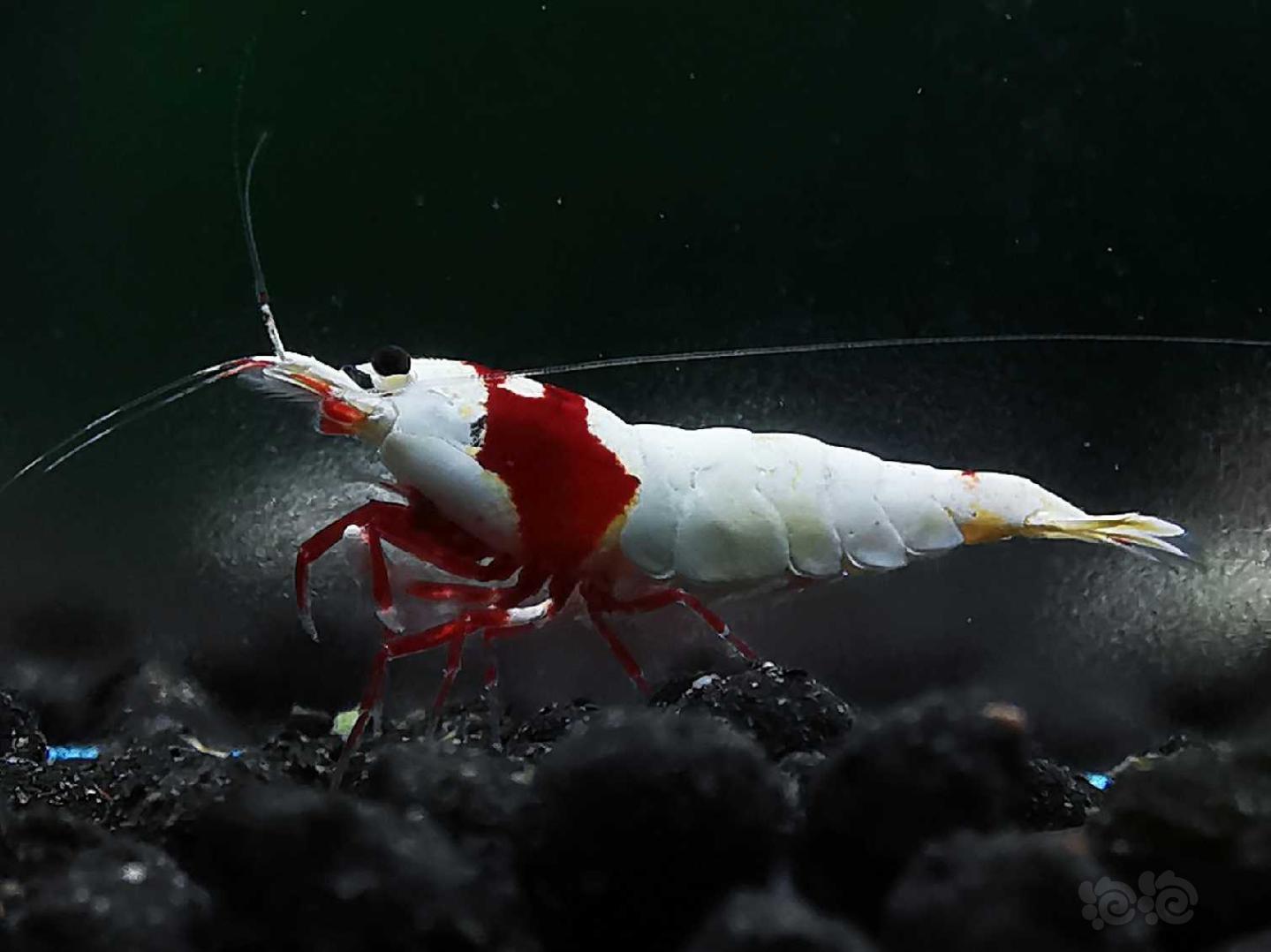 【虾】2020-04-24#RMB拍卖红白水晶虾一对-图2