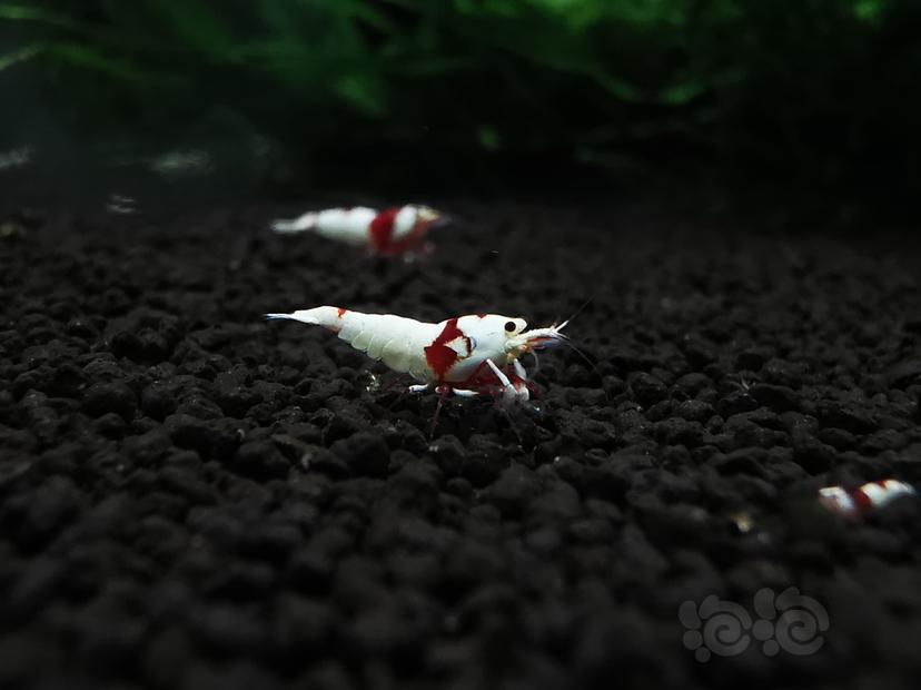 【虾】2020-04-06#RMB拍卖红白幼虾一组5只-图1