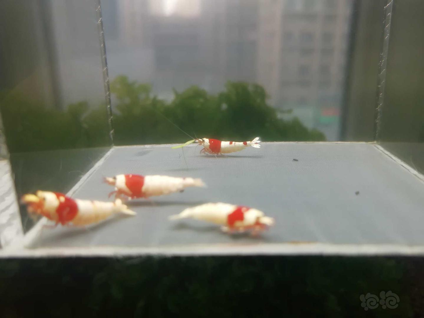 【虾】2020-04-01#RMB拍卖#红白纯血水晶虾一份4只-图1