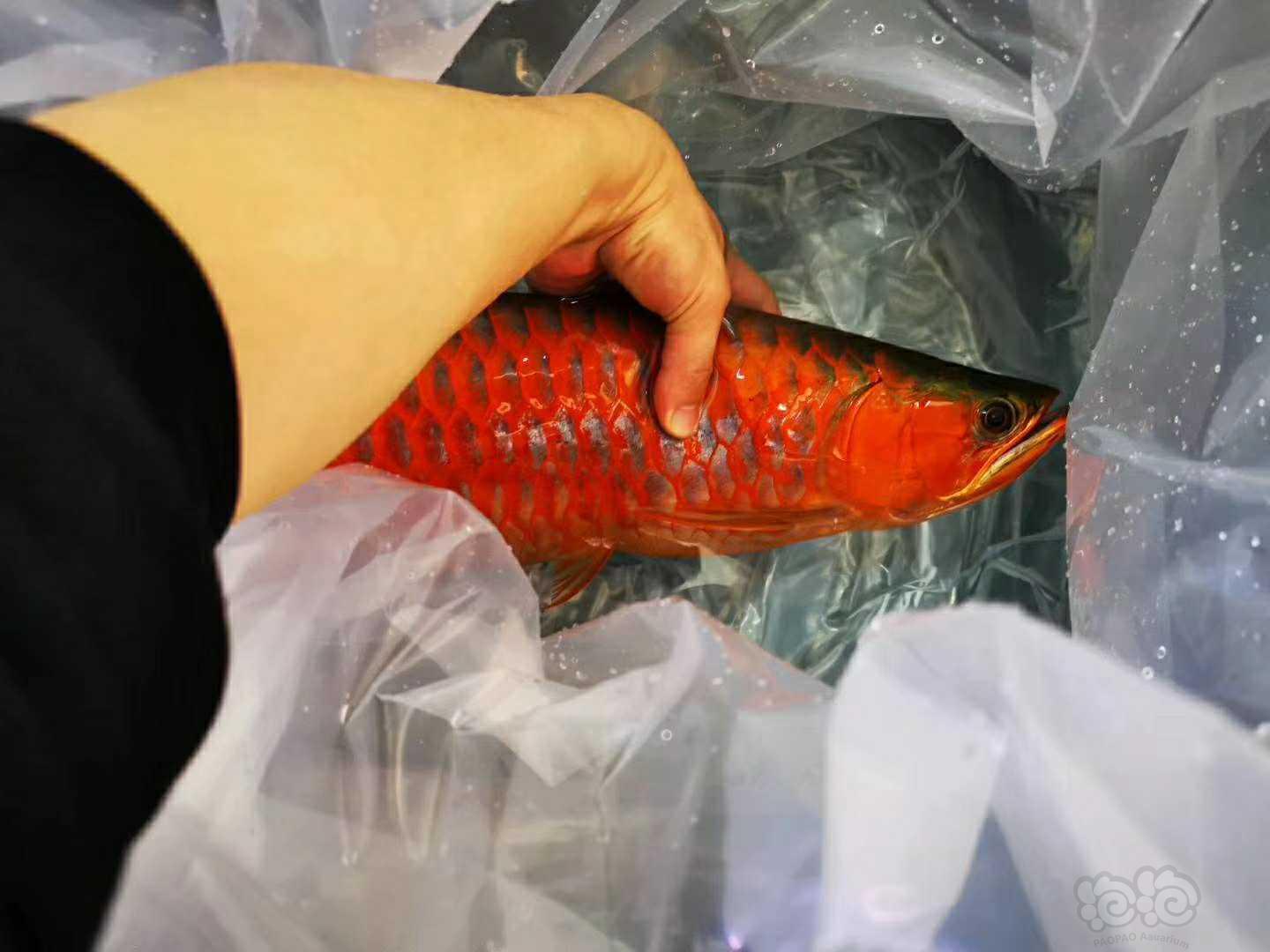 【龙鱼】极品红龙鱼，发货，凶猛又霸气-图4