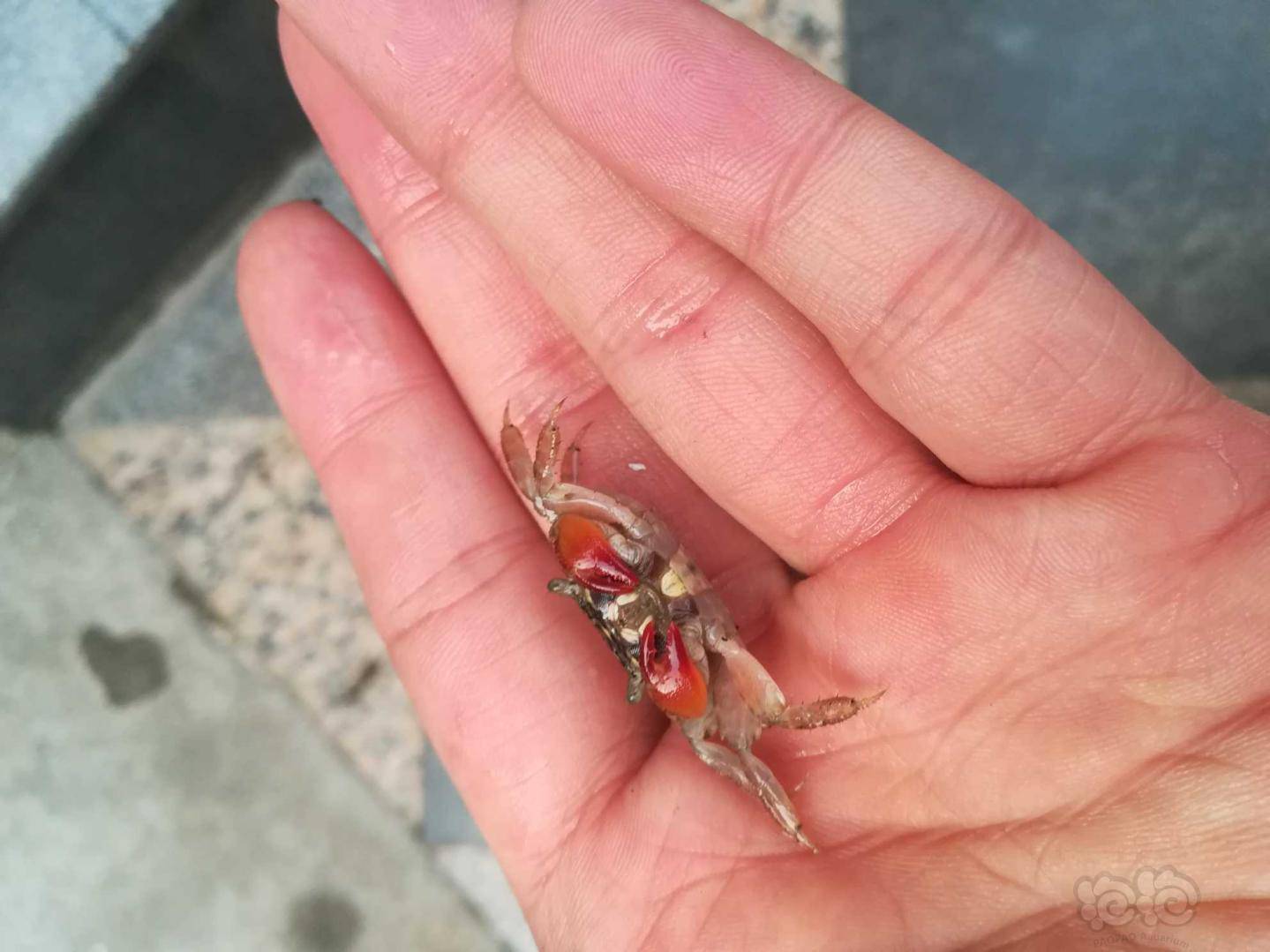 小螃蟹什么名字