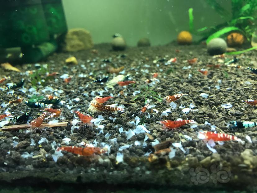 【水晶虾】清缸-黑红虎p水晶虾-图4