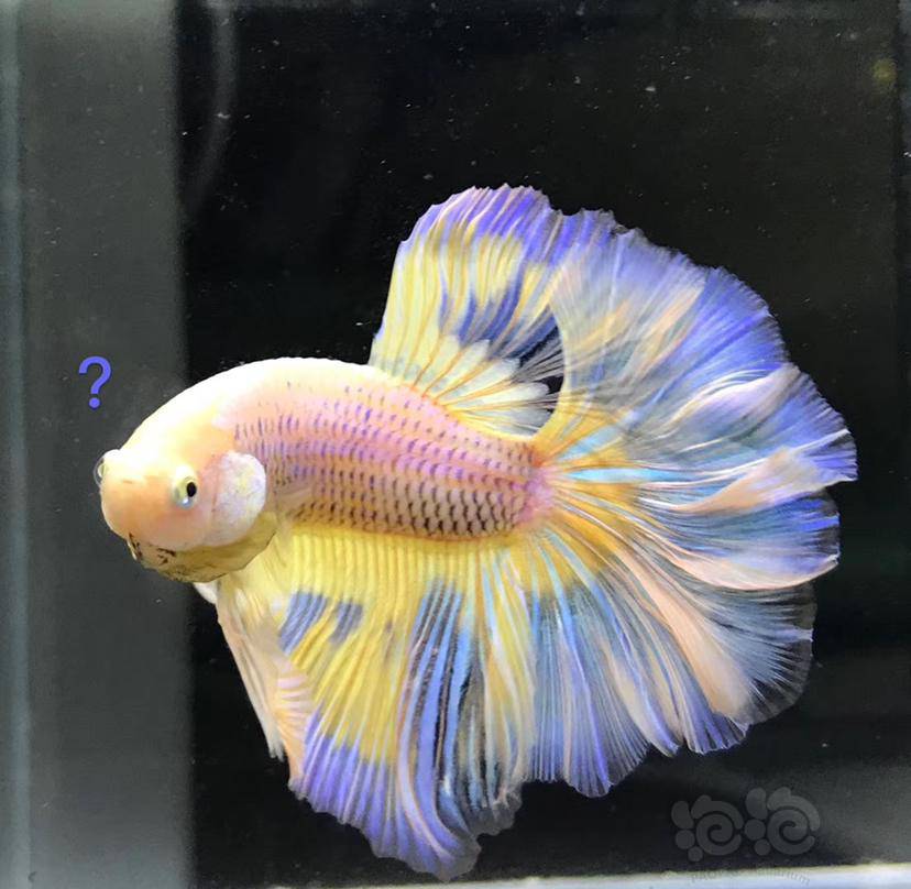 【斗鱼】幻彩半月