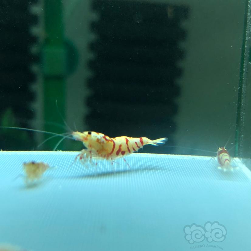 【虾】2020-4-11#RMB拍卖红花虎水晶虾幼虾8只-图2
