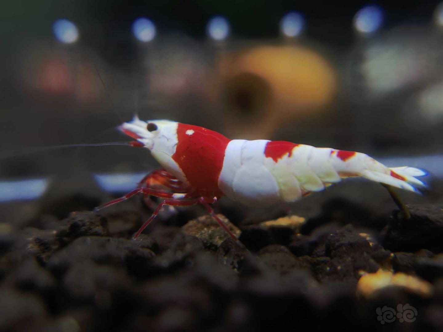【虾】2020-04-15#RMB拍卖红白水晶虾一份5只-图4