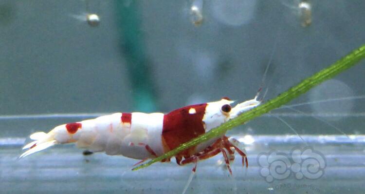 【虾】2020-04-15#RMB拍卖1公3母红白水晶虾-图1