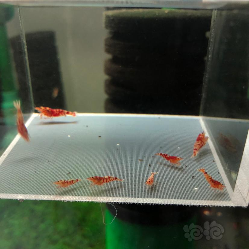 【虾】2020-4-12#RMB拍卖淘汰红花虎8只-图3