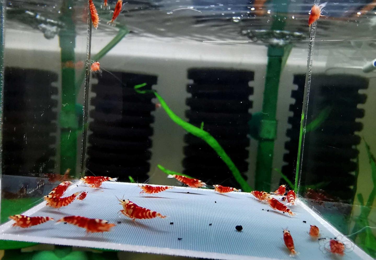 【虾】2020-4-28#RMB拍卖红花虎幼虾22只-图3