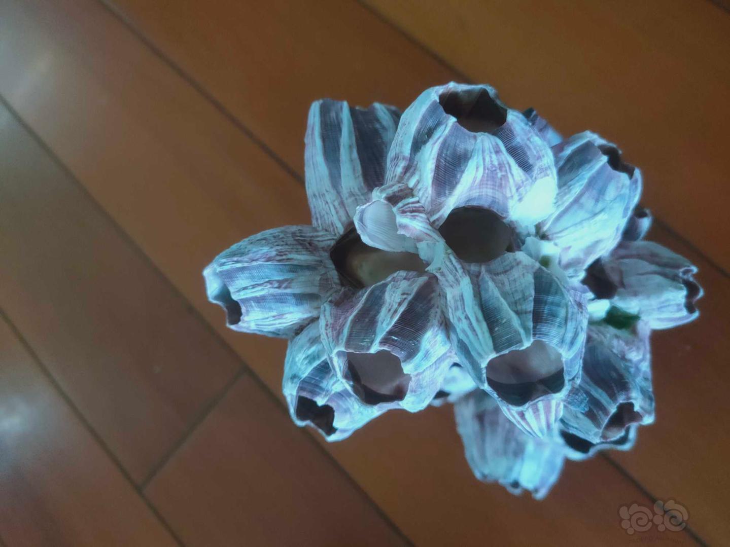 【出售】出售，天然海石花，紫藤壶壳-图4