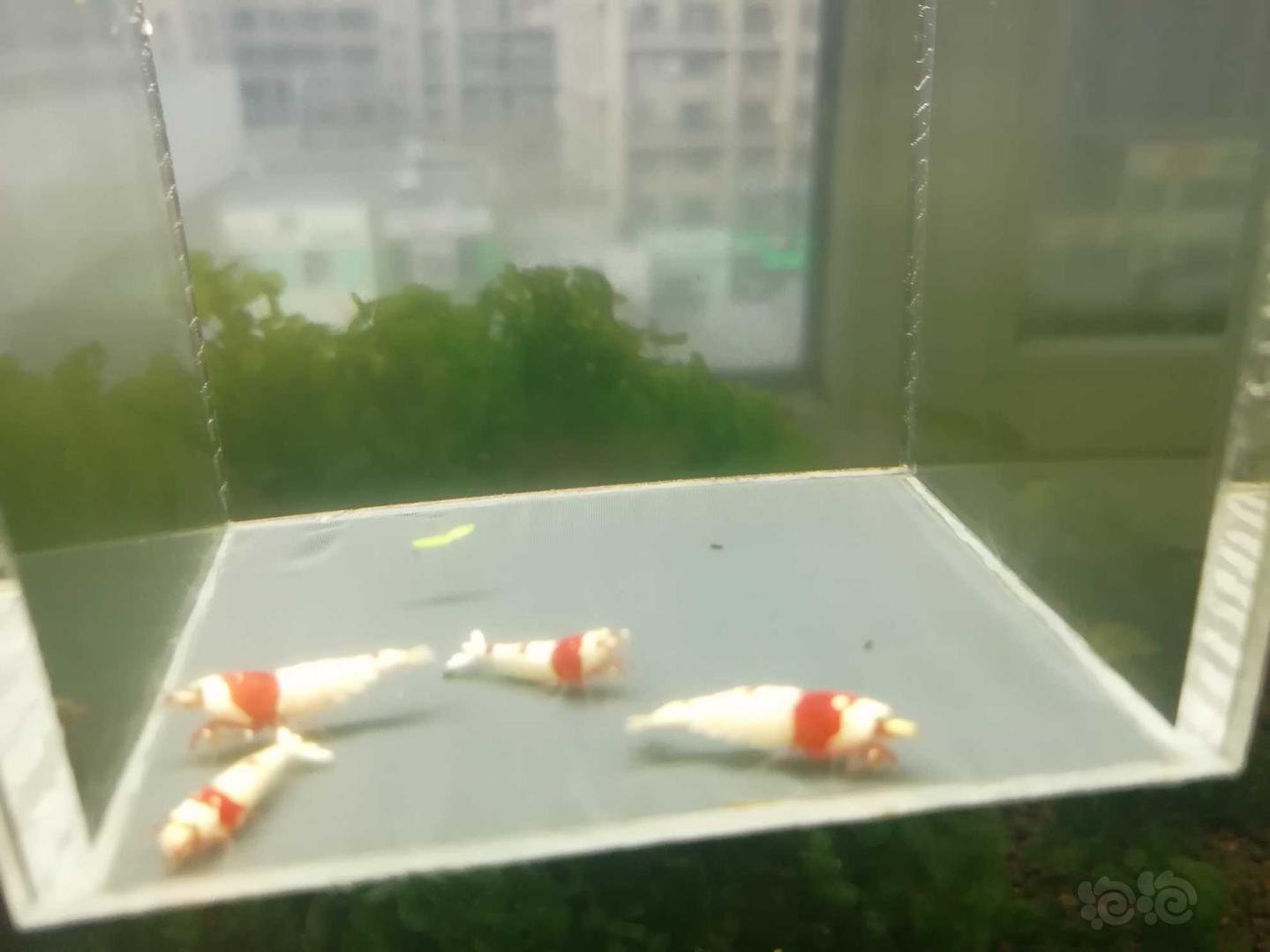 【虾】2020-04-01#RMB拍卖#红白纯血水晶虾一份4只-图4