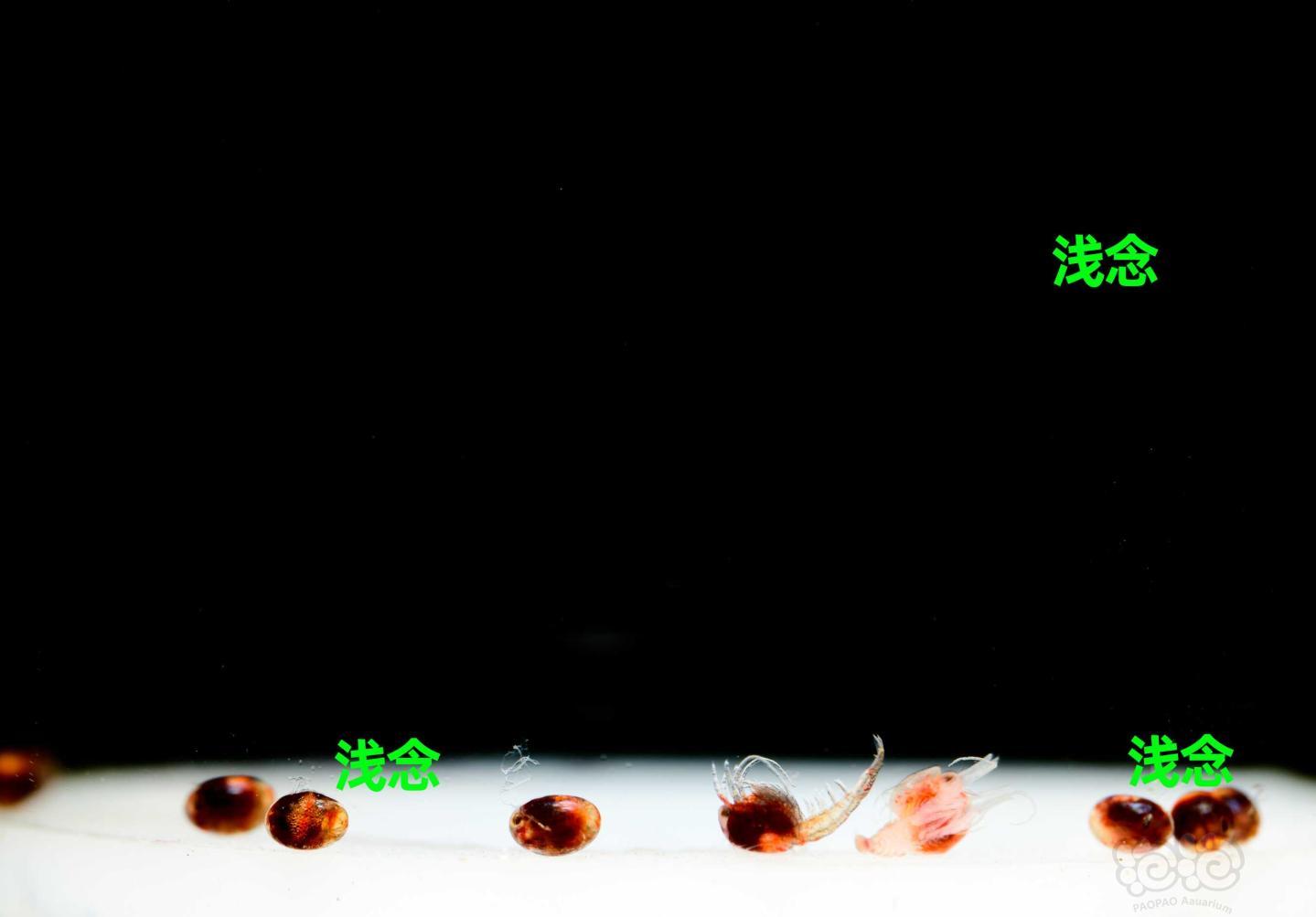 外星球来的苏虾，一项关于氢离子聚集对苏虾繁殖影响的实验，ciel希尔实验室摄-图4