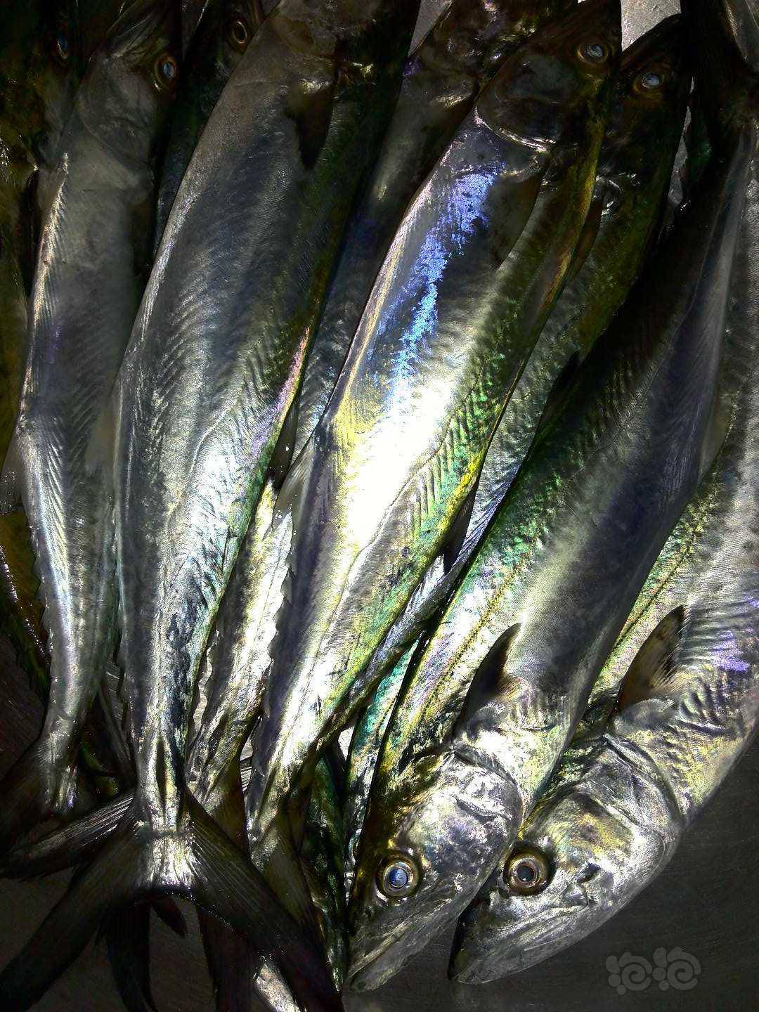 其它北海湾鲅鱼哟