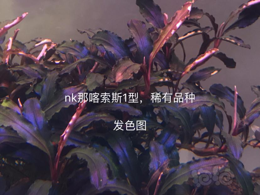 【辣椒榕】北京出售一组(11蓝)和【那喀索斯1型】-图9