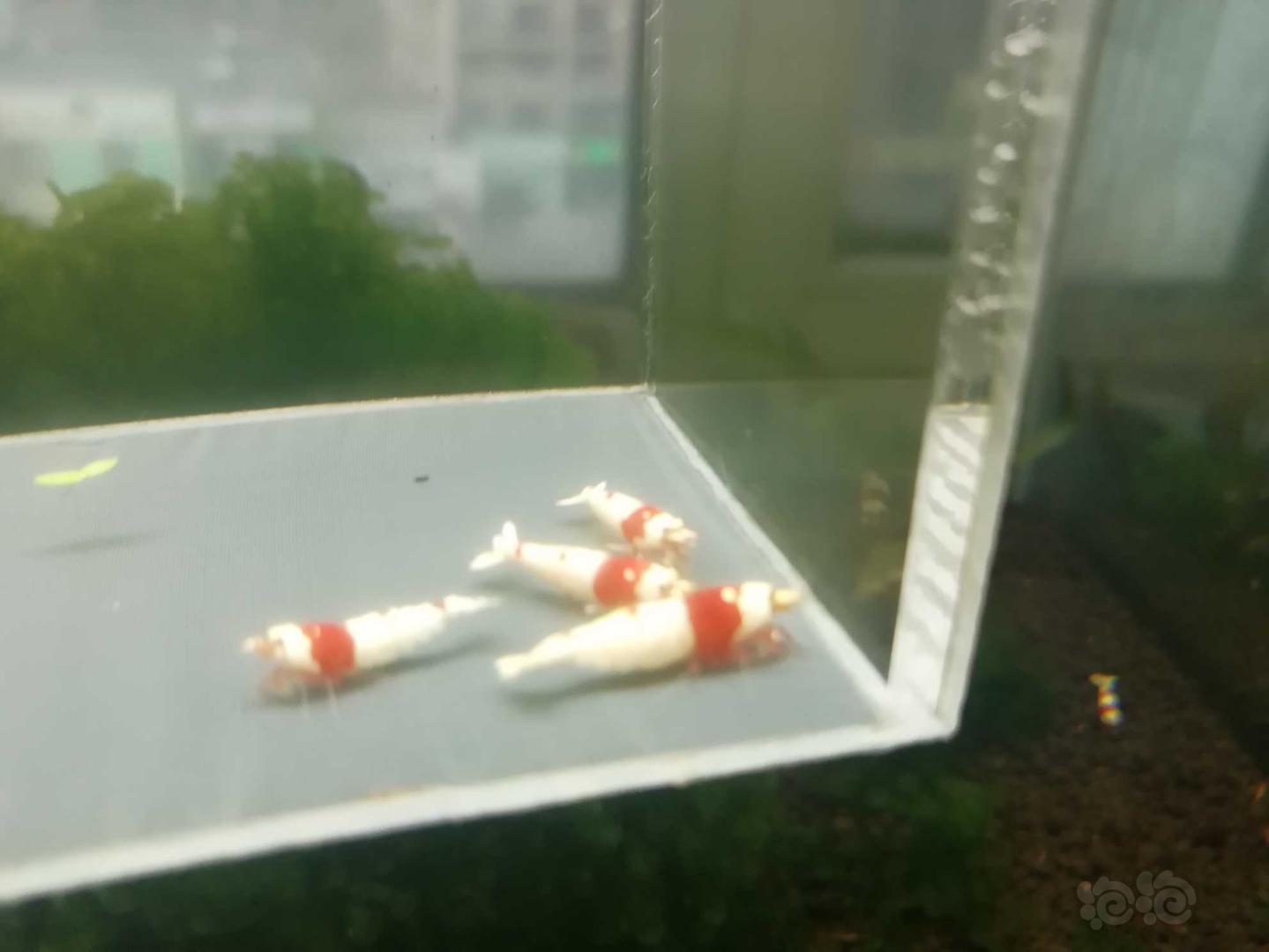 【虾】2020-04-01#RMB拍卖#红白纯血水晶虾一份4只-图6