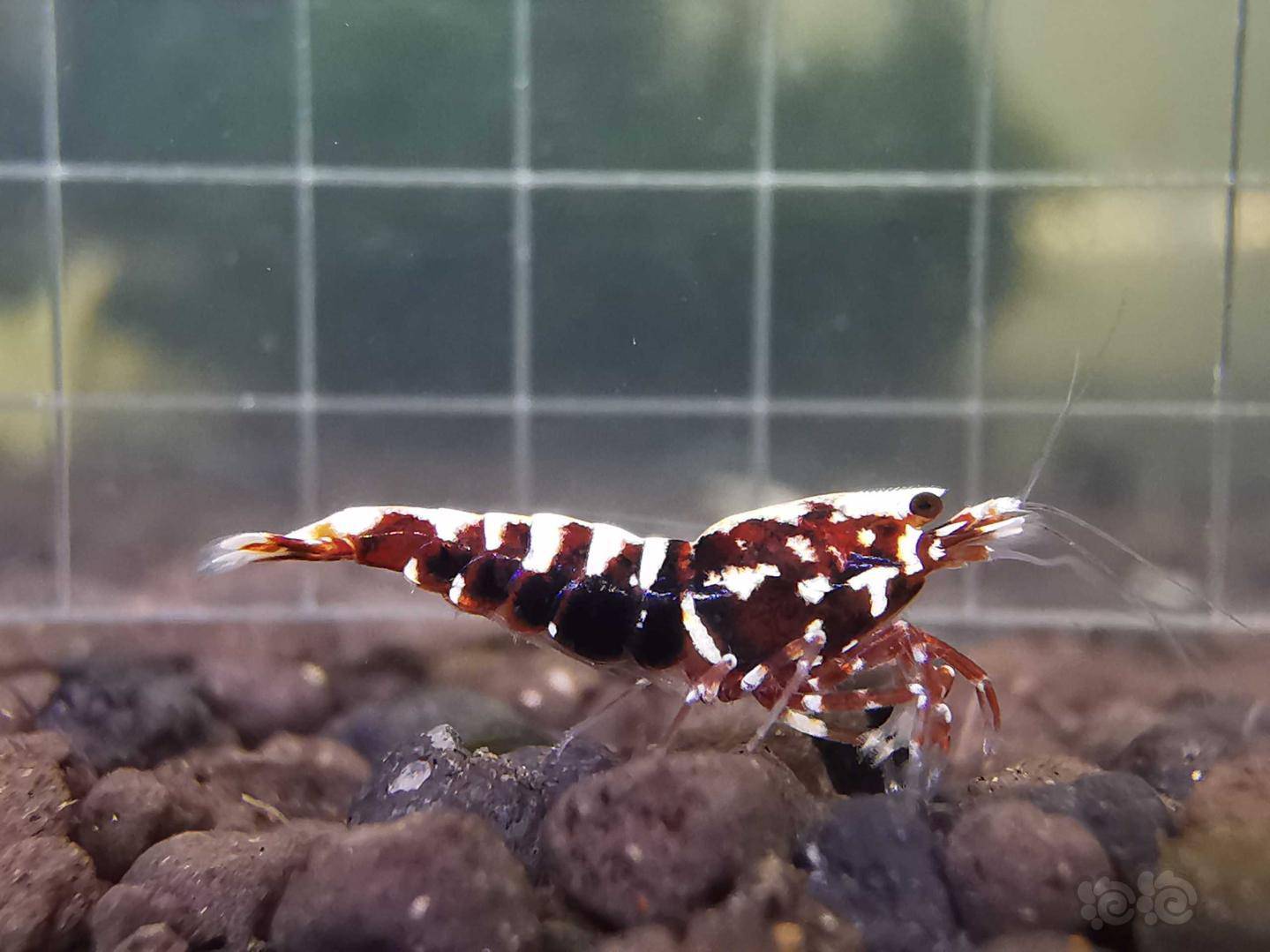 20200422rmb拍卖红银河水晶虾一份6只