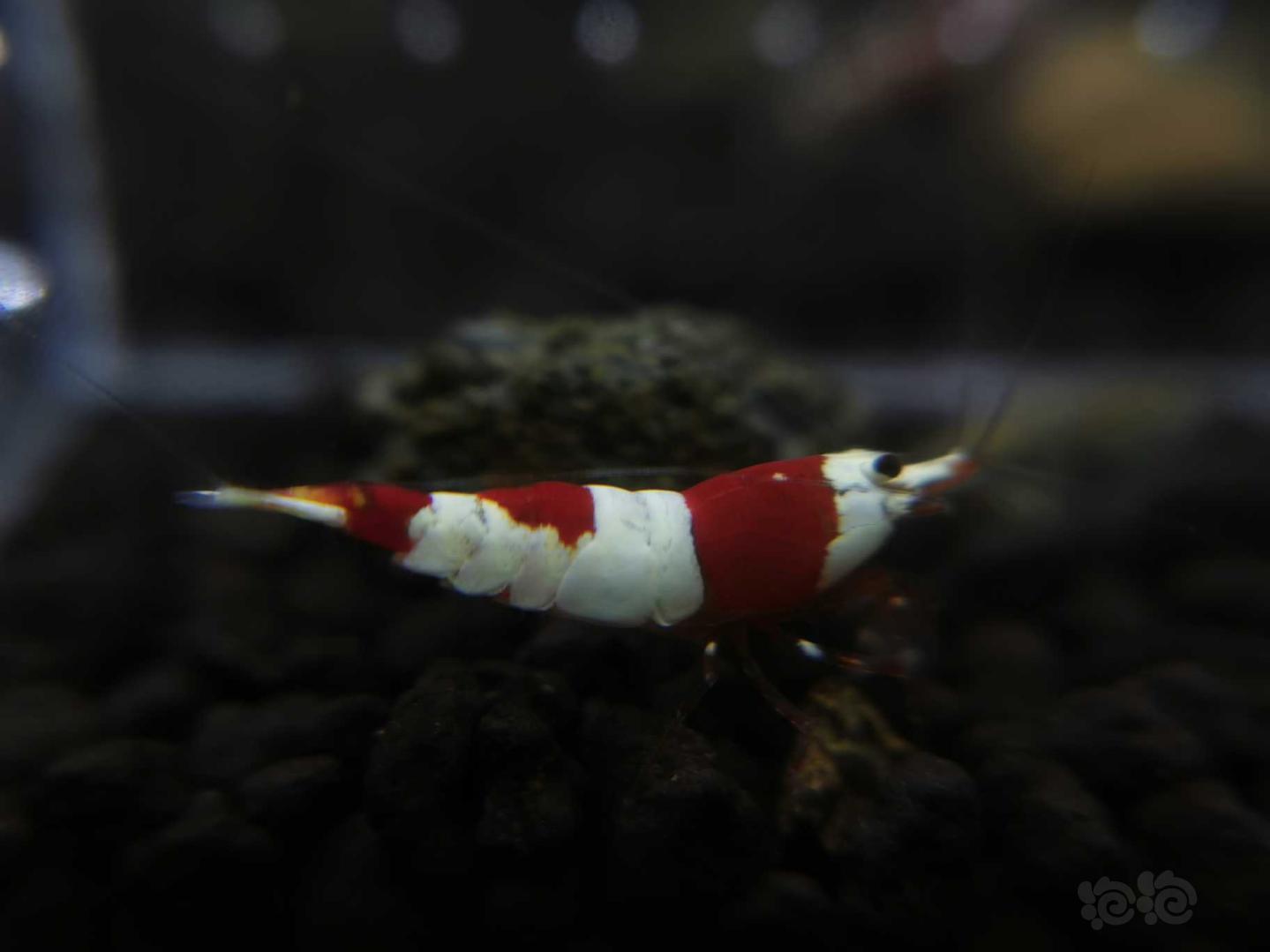 【虾】2020-04-15#RMB拍卖红白水晶虾一份5只-图5