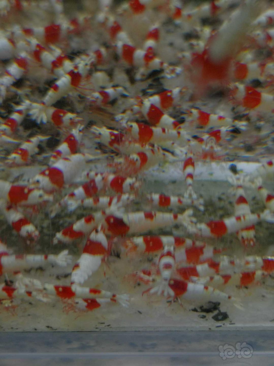 出售纯血红白水晶虾-图4