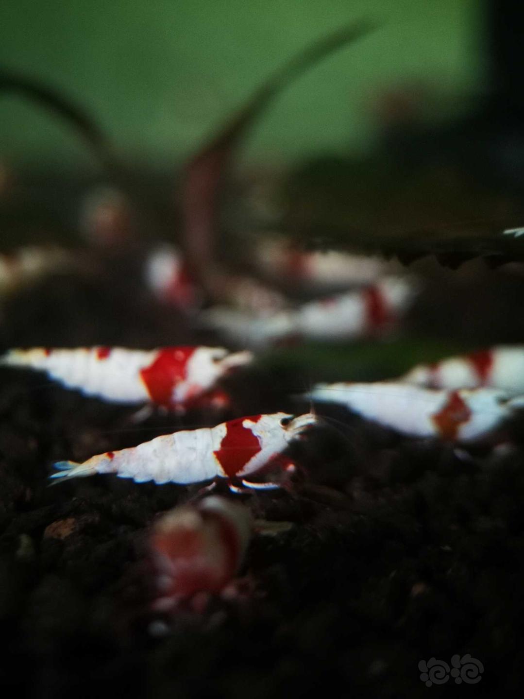 【虾】2020-4-16#RMB拍卖#红白水晶虾幼虾一份8只-图5