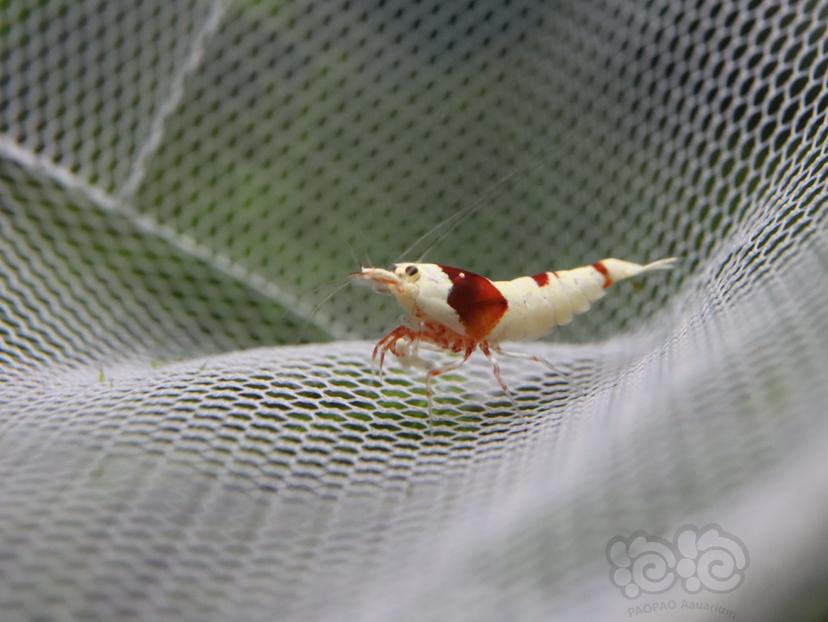 【虾】2020-04-05#RMB拍卖红白水晶虾8只-图5