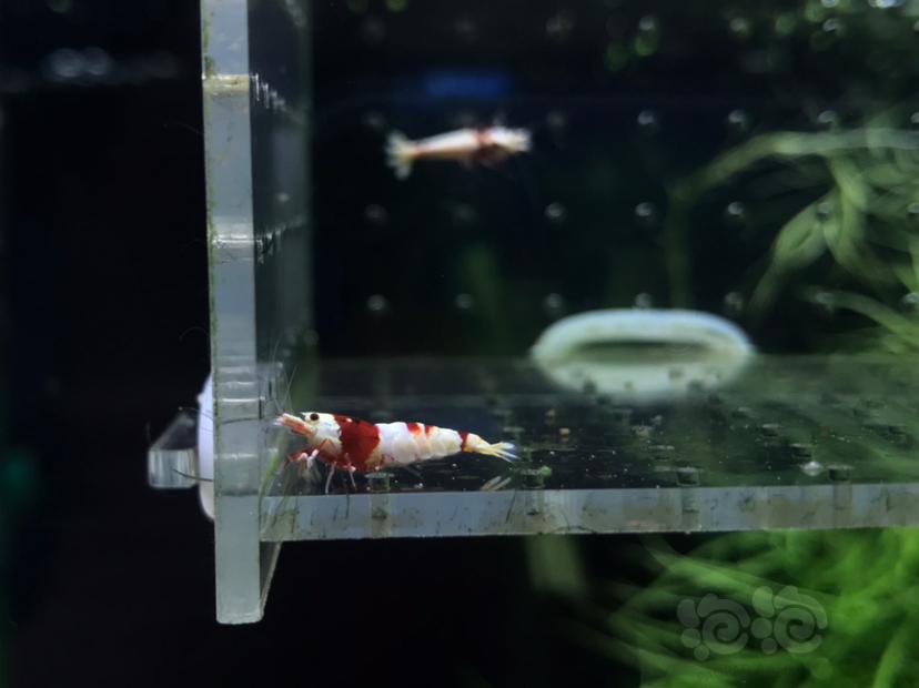 【虾】2020-04-28#RMB拍卖#红白水晶虾一份3只-图4