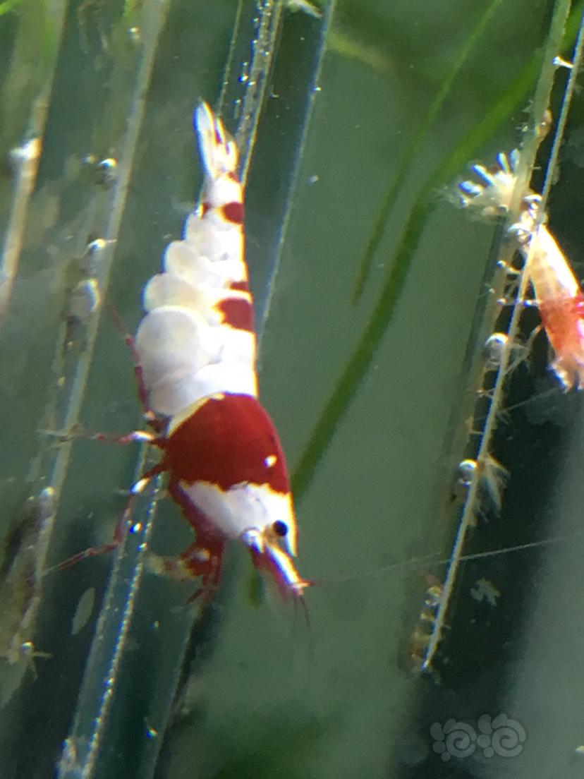 【虾】2020-04-15#RMB拍卖1公3母红白水晶虾-图2