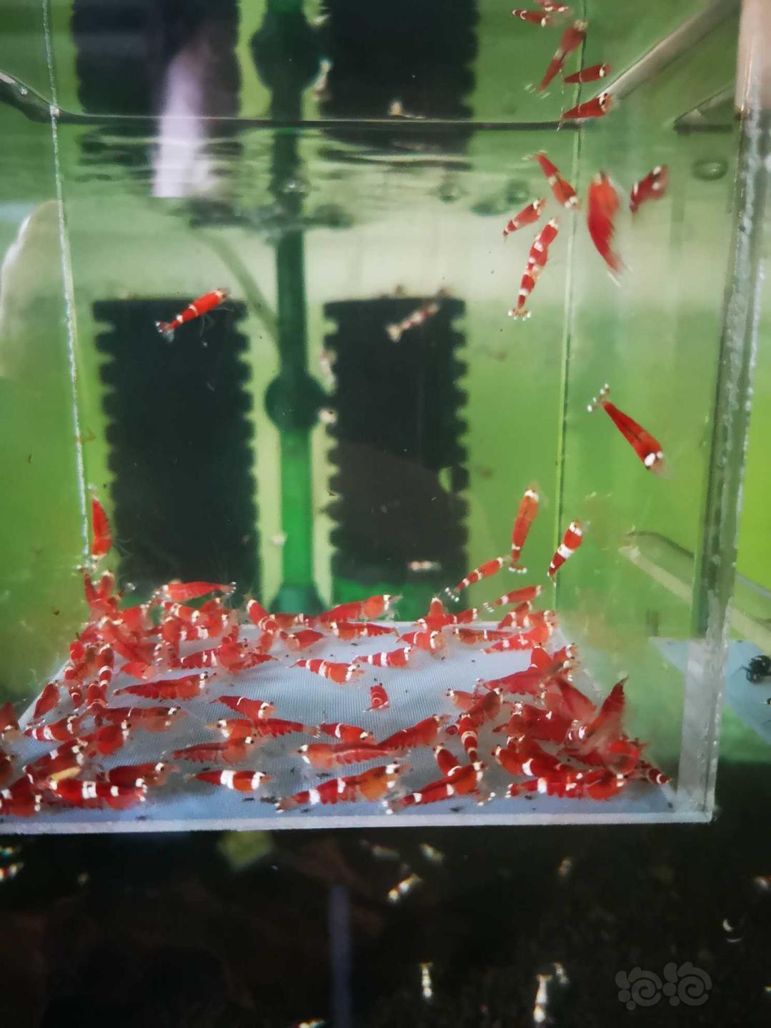 【虾】2020-4-25#RMB拍卖#圣诞红索型水晶虾一份100只-图1