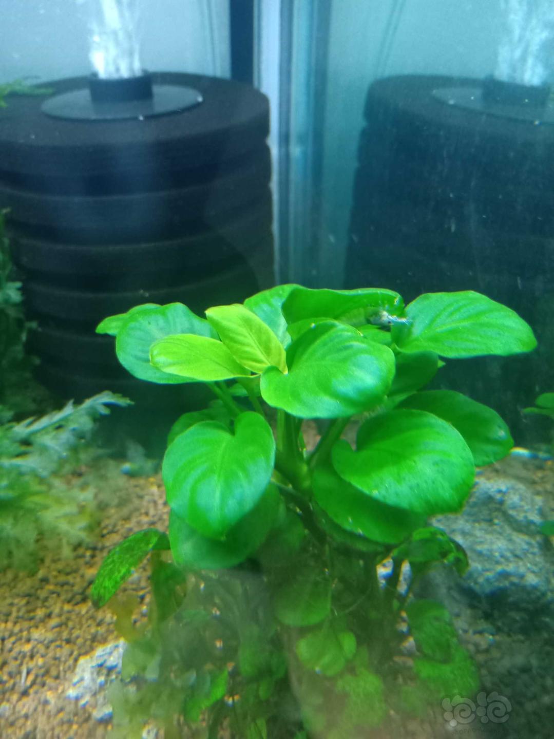 虾缸里的圆叶水榕-图1
