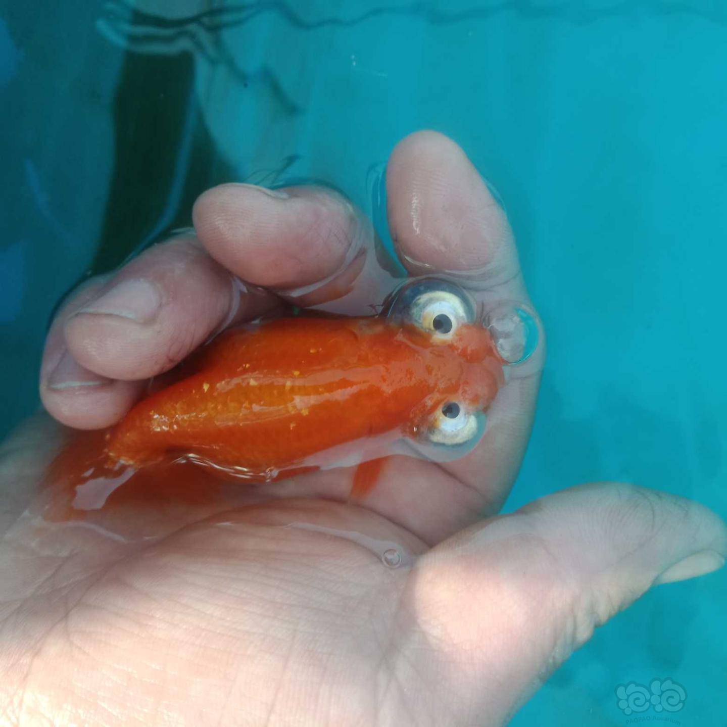 金鱼和锦鲤 【晒图】大母望天球.举报 快给朋友分享吧!