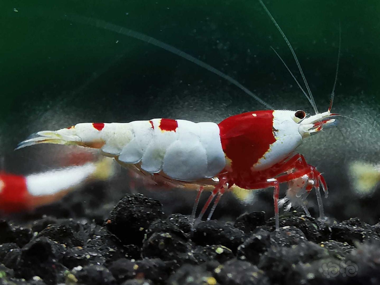 【虾】2020-04-24#RMB拍卖红白水晶虾一对-图3
