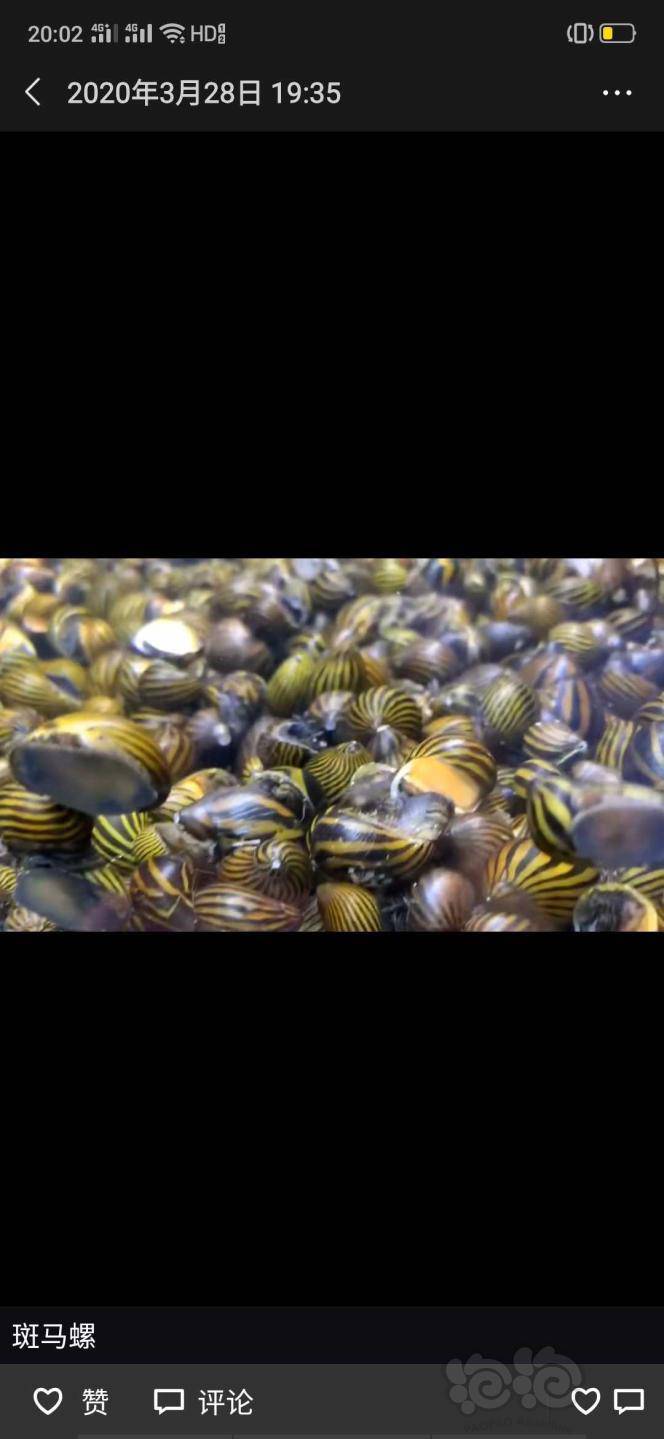 出售些观赏螺橙兔螺鲍鱼螺黑金刚螺