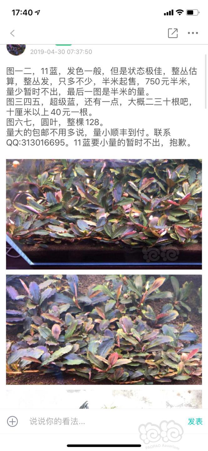 【辣椒榕】上海出辣椒榕。-图5