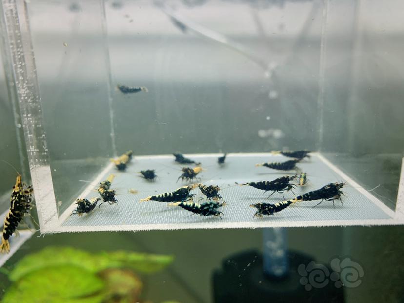 【虾】2020-04-21#RMB黑银河水晶虾20只-图1