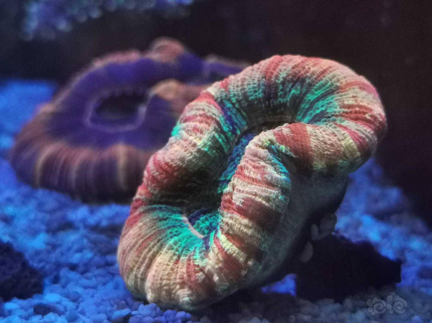 八字脑好玩在於会变色