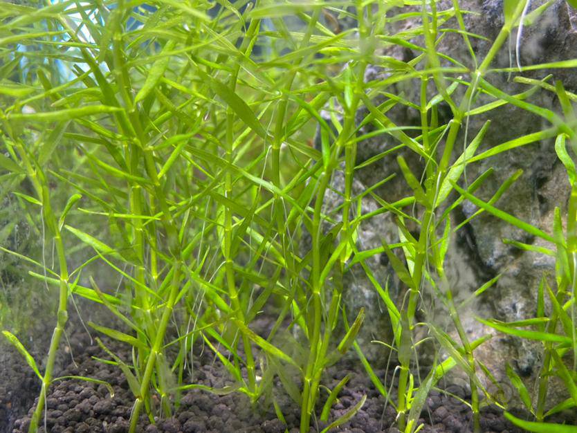 请问绿宫廷这是长得气根吗