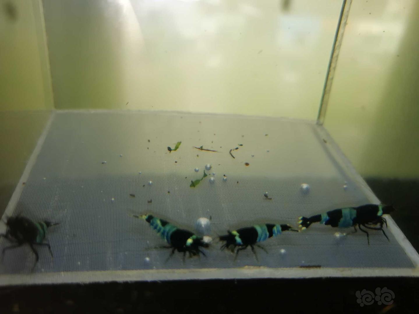 【虾】2020-04-27#RMB拍卖#高品质蓝化金刚水晶虾一份4只-图4