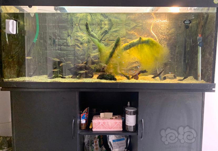 【出售】阿诺比超白鱼缸1.5米-图1