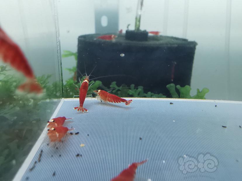 【虾】2020-04-13#RMB拍卖圣诞红全红一份10只-图7